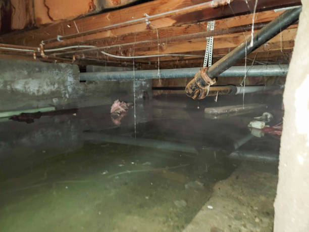Best Professional water damage repair  in Gervais, OR